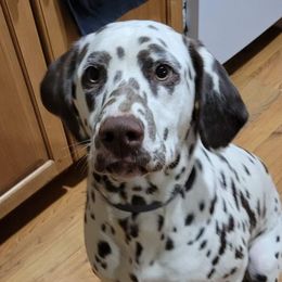 Remi - Dalmatian
