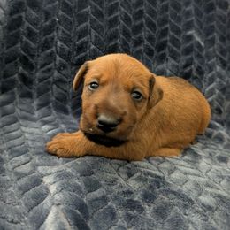 Boy 2 - Red male Irish Terrier puppy in Broadway, North Carolina from Detmore Kennels