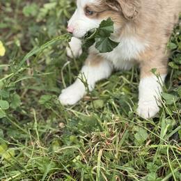 Boy 3 - Red merle male Miniature Australian Shepherd puppy in Menifee, California from Fisher Farm