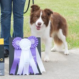 Border Collies from Leaftail