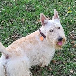Finny - Scottish Terrier