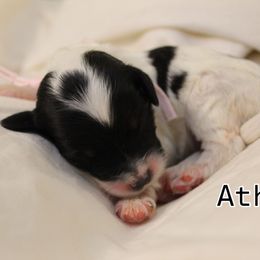 Bernedoodle, Cavapoo, and Poodle Puppies from Liberty Farms Puppies