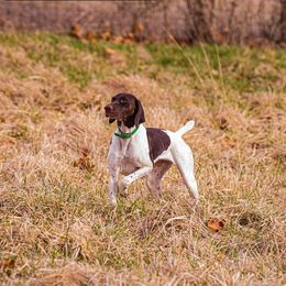 Stitch - German Shorthaired Pointer