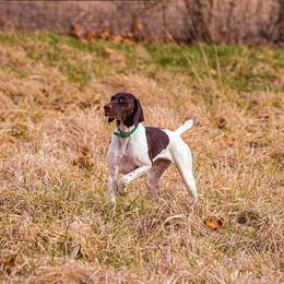 Stitch - German Shorthaired Pointer