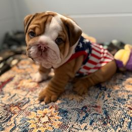 Bulldog Puppies from DR BULLDOGS