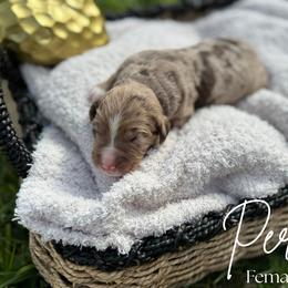 Perdita - Chocolate merle female Bernedoodle puppy in Fort Pierce, Florida from Gentle Giants Doodle Co.