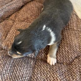 Girl 1 - Black white and tan female Collie puppy in La Veta, Colorado from Belle Fleur Collies and French Bulldogs
