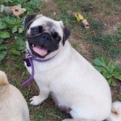 Lucy - Pug