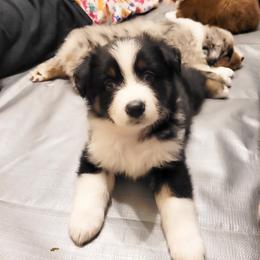 Australian Shepherd Puppies from RussKris Farms Aussies