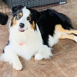 Bentley  - Australian Shepherd
