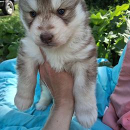 Sprout - Red and white male Siberian Husky puppy in West Liberty, Ohio from Skyfallsiberians