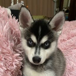 Sugar - Pomsky