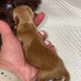 Dark red male - Wheaten male Miniature Schnauzer puppy in Forest, Virginia from Prestige Kennel LLC