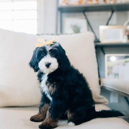 Sunny - Tri-color female Bernedoodle puppy in Murray, Utah from Sun Valley Doodles