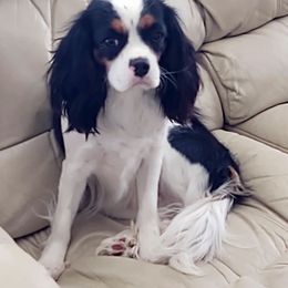 Cavalier King Charles Spaniel All Grown Up from Cavaliers of Royalty