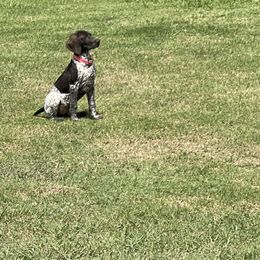 German Shorthaired Pointer Puppies from Dem Feuerhaus Gun Dogs