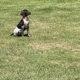 German Shorthaired Pointer Puppies from Dem Feuerhaus Gun Dogs