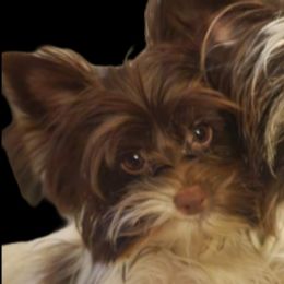 Momo - Biewer Terrier