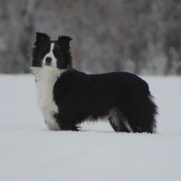 Cookie - Australian Shepherd