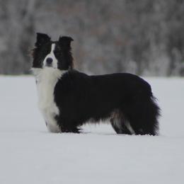 Cookie - Australian Shepherd