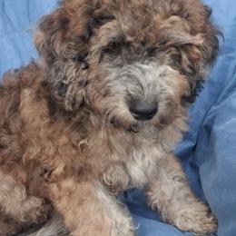 Razzle chocolate merle - Merle male Goldendoodle puppy in Clermont, Florida from Sammy's Puppies