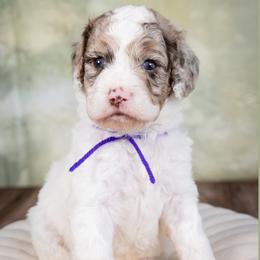 Magenta - Merle female Cockapoo puppy in Connersville, Indiana from Deaz Doodle Ranch