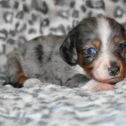 Astro - Dapple male Dachshund puppy in Texas from Sparkles & Spurs Mini Dachshunds
