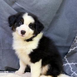 Doug - Black male Miniature American Shepherd puppy in Clinton, Missouri from Mockingbirds American Minis