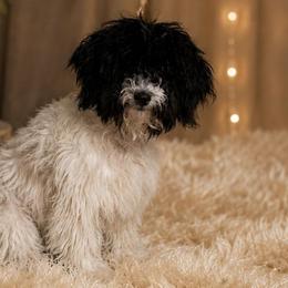 Havanese and Poodles from Miroslava's Puppies