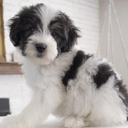 George - Red Collar - Black and white male Bernedoodle puppy in Lehi, Utah from Our Little Farm Life Doodles