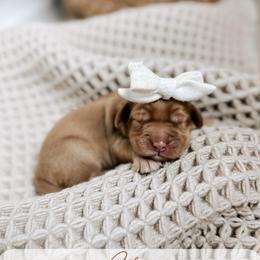 Chef - Caramel female Australian Labradoodle puppy in Syracuse, Indiana from The Doodle Cove