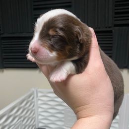 Red tri female long tail - Red tri female Toy Australian Shepherd puppy in Riverton, Utah from Iron Spirit Homestead & Aussies