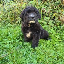 Meg - Parti female Saint Berdoodle puppy in Castle Rock, Washington from PNW Saint Berdoodles