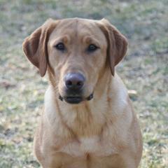 Storm - Labrador Retriever