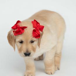 Golden Retriever Puppies from Valley County Goldens