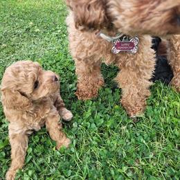 Teddy Graham - Silver-beige  male Poodle puppy in Wilson, North Carolina from Parti-Pawz