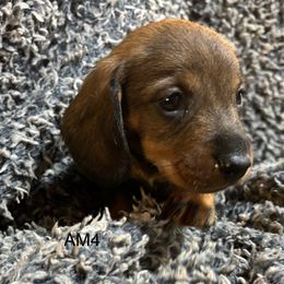 AM4 - Wild boar male Dachshund puppy in South Carolina from Purebred Dachshunds
