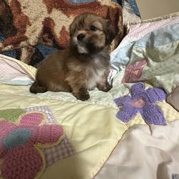 Puppy 2 - Grizzle male Lhasa Apso puppy in Ridgeville, South Carolina from Ponderosa Lhasa Apso Ranch