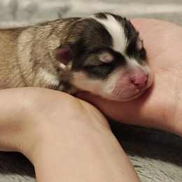 Pomsky Puppies from Idaho Pomsky