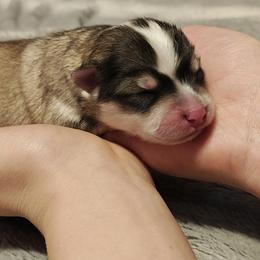 Pomsky Puppies from Idaho Pomsky