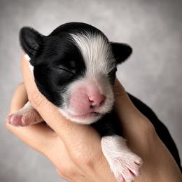 Beautiful Black and White Puff Boy - Black and white male Chinese Crested puppy in Tomball, Texas from Gracieux Chinese Cresteds
