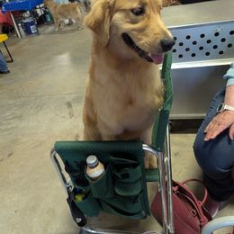 Golden Retriever and Havanese All Grown Up from Moe's Goldens and HavAntics