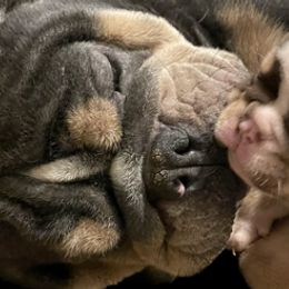 Bulldogs from Adam's Bulldogs