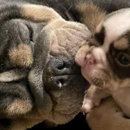 Bulldogs from Adam's Bulldogs