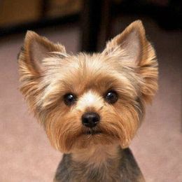Fanny  - Yorkshire Terrier