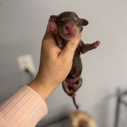 Girl 2 - Chocolate and cream female Dachshund puppy in Fredericksburg, Indiana from Blue River Mini Dachshunds