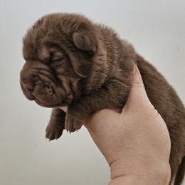 Violet - Blue dilute female Chinese Shar-Pei puppy in Bakersfield, California from Cashmerewrinkles