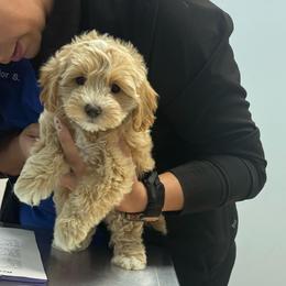 Fran - Cream female Maltipoo puppy in West Jordan, Utah from Mid Sized Maltipoos and More LLC