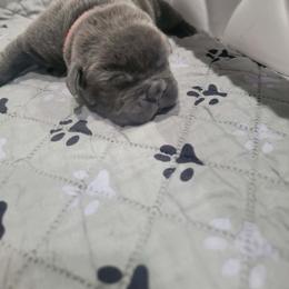 Red collar male - Gray male Cane Corso puppy in Westerville, Ohio from Elite Empire Cane Corso