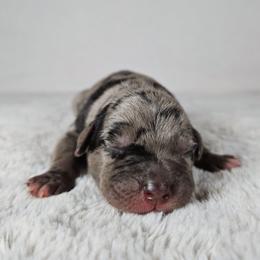 Ruger - Blue merle male Catahoula Leopard Dog puppy in Doerun, Georgia from Twig & Tail Puppies